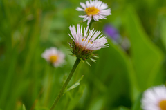 Erigeron eriocalyx