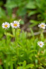 Erigeron eriocalyx