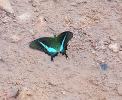 Papilio crino
