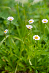 Erigeron eriocalyx
