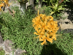 Lycoris aurea