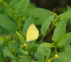 Eurema brigitta
