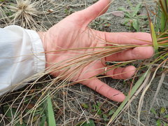 Carex testacea