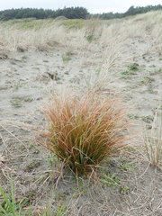 Carex testacea
