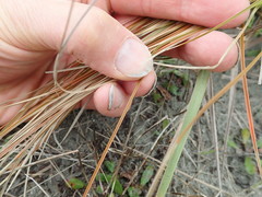 Carex testacea