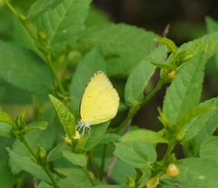Eurema brigitta