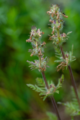 Pedicularis anthemifolia