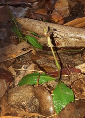 Chiloglottis formicifera