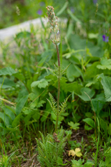 Pedicularis anthemifolia
