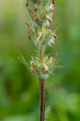 Pedicularis anthemifolia