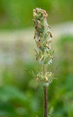 Pedicularis anthemifolia