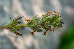 Pedicularis anthemifolia