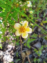 Sclerocarpus uniserialis