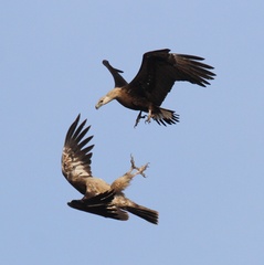 Haliaeetus leucoryphus