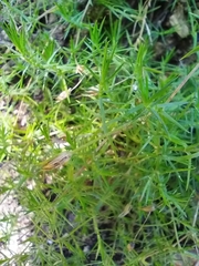Tagetes filifolia