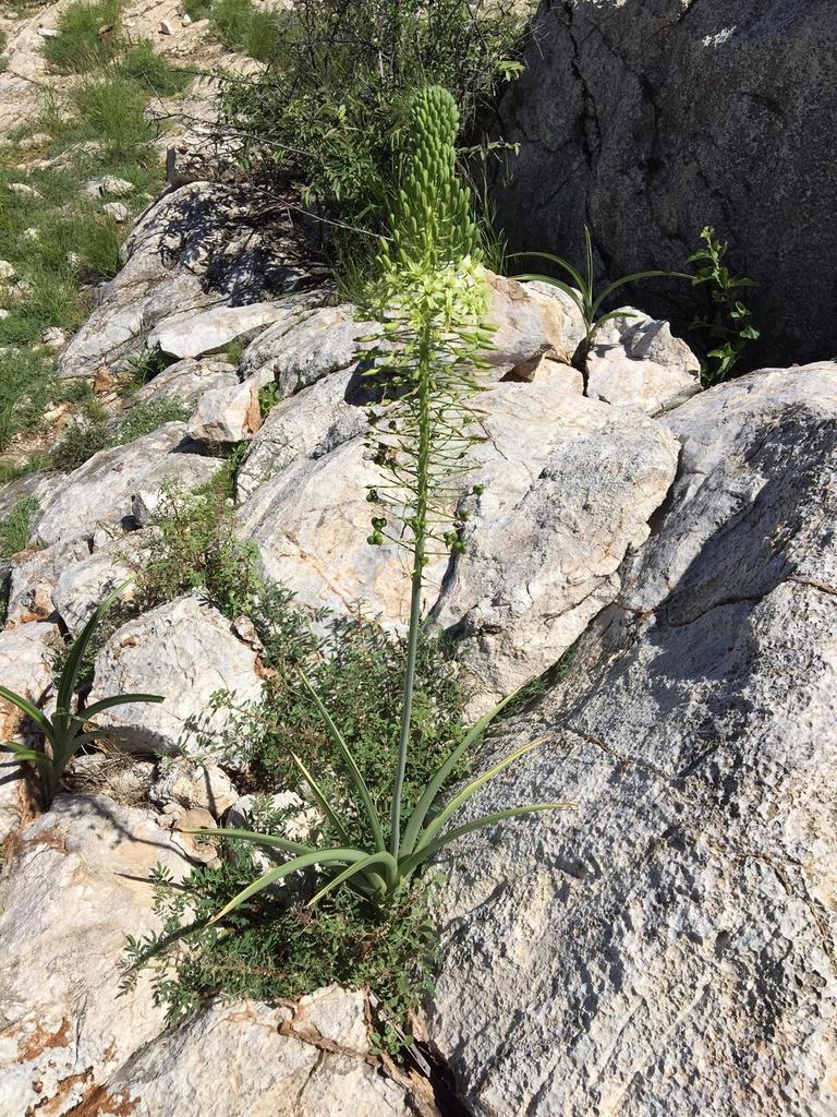 Albuca pulchra, Goldkuppe