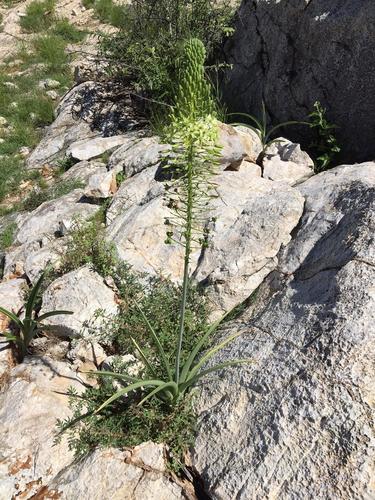 Albuca pulchra