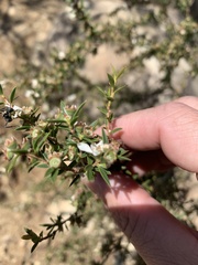 Leptospermum microcarpum