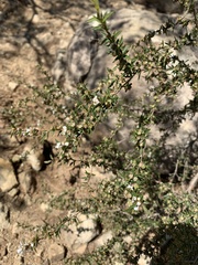 Leptospermum microcarpum