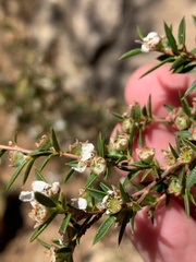Leptospermum microcarpum