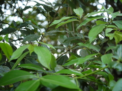 Cinnamomum cassia