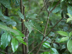 Cinnamomum cassia