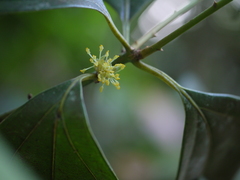 Cinnamomum cassia