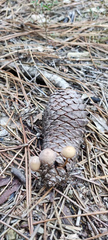 Baeospora