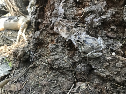 iNaturalist observation photo of Pacific chorus frog