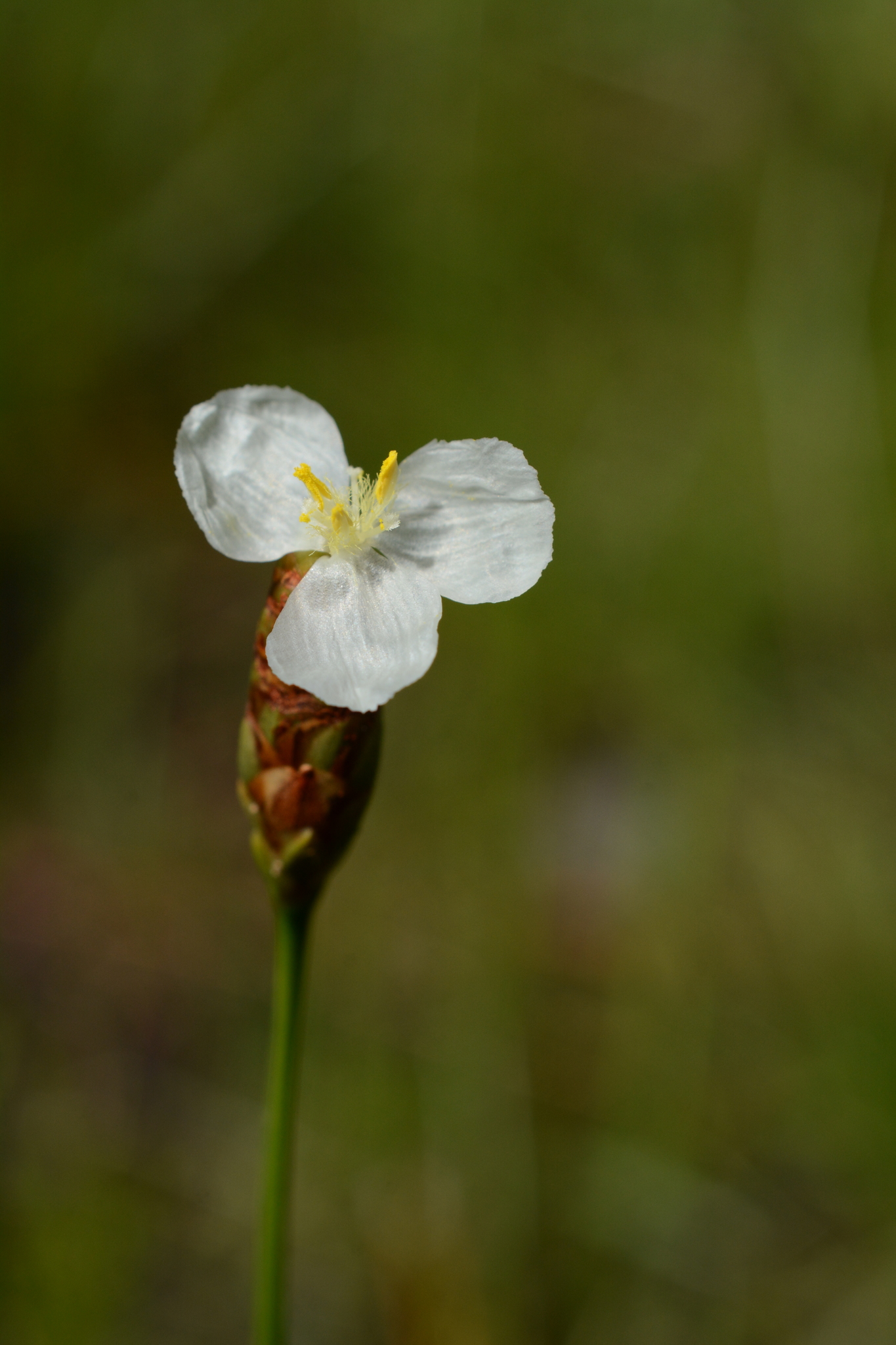 Xyris caroliniana