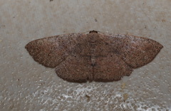 Casbia calliorma
