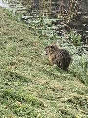 Myocastor coypus