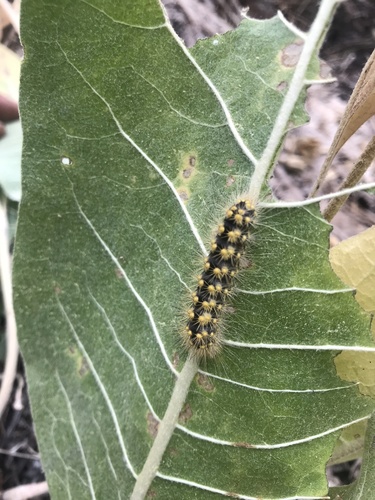iNaturalist observation photo of Lupine Dagger