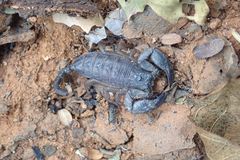 Opisthacanthus laevipes