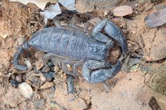 Opisthacanthus laevipes