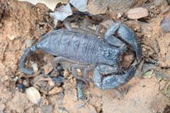 Opisthacanthus laevipes
