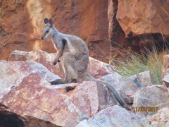 Petrogale lateralis