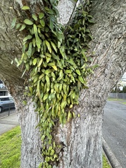 Pyrrosia eleagnifolia