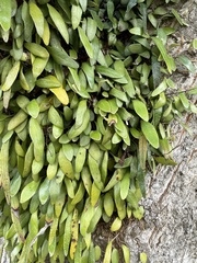 Pyrrosia eleagnifolia