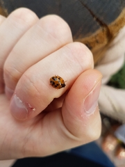 Harmonia axyridis