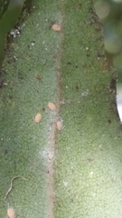 Eriococcus multispinus
