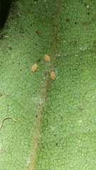 Eriococcus multispinus