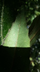 Eriococcus multispinus