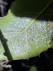 Tetraleurodes perileuca