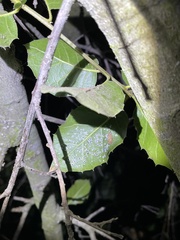 Tetraleurodes perileuca