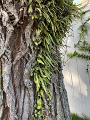 Pyrrosia eleagnifolia