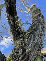 Pyrrosia eleagnifolia
