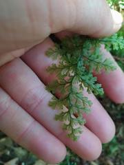 Hymenophyllum polyanthos