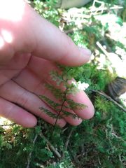 Hymenophyllum polyanthos