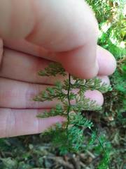 Hymenophyllum polyanthos